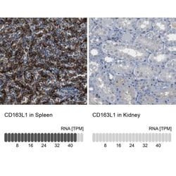 RRP7A Antibody, Novus Biologicals:Antibodies:Primary Antibodies